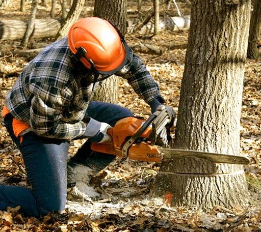 Tree Removal in Pemaquid, ME